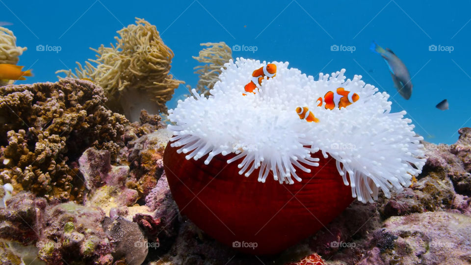 Snorkeling nella barriera corallina
