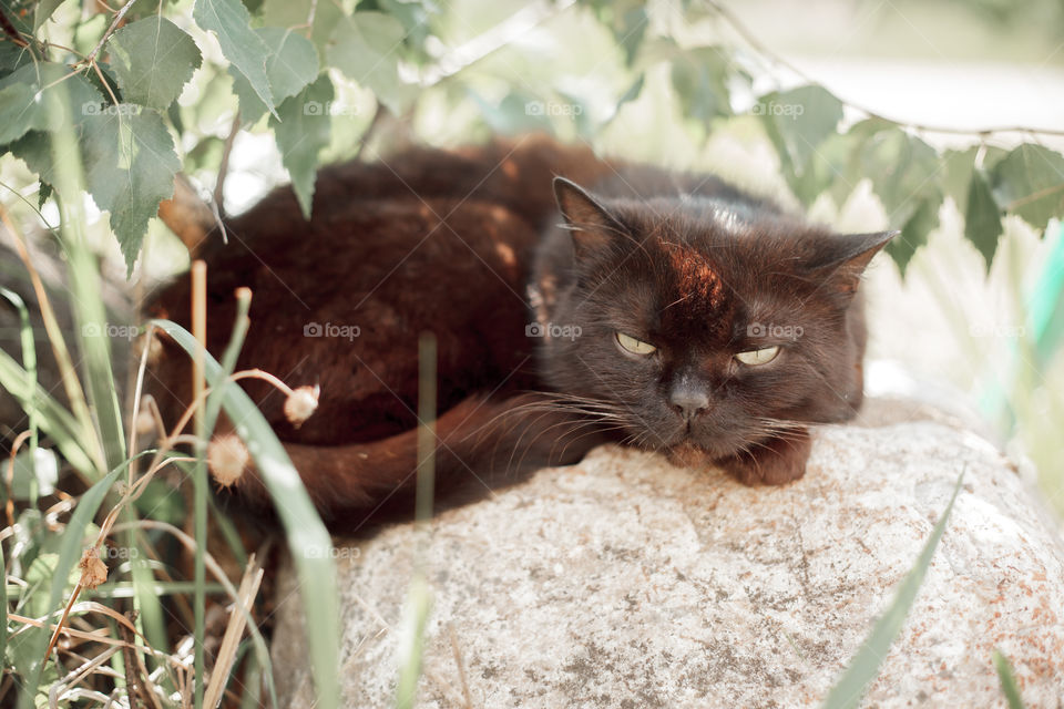 Black cat under birch brunch outdoor portrait at spring sunny day