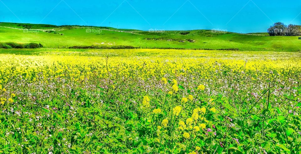 Peaceful green meadow in heaven