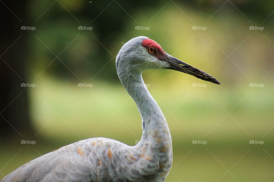 Sand hill Crane 