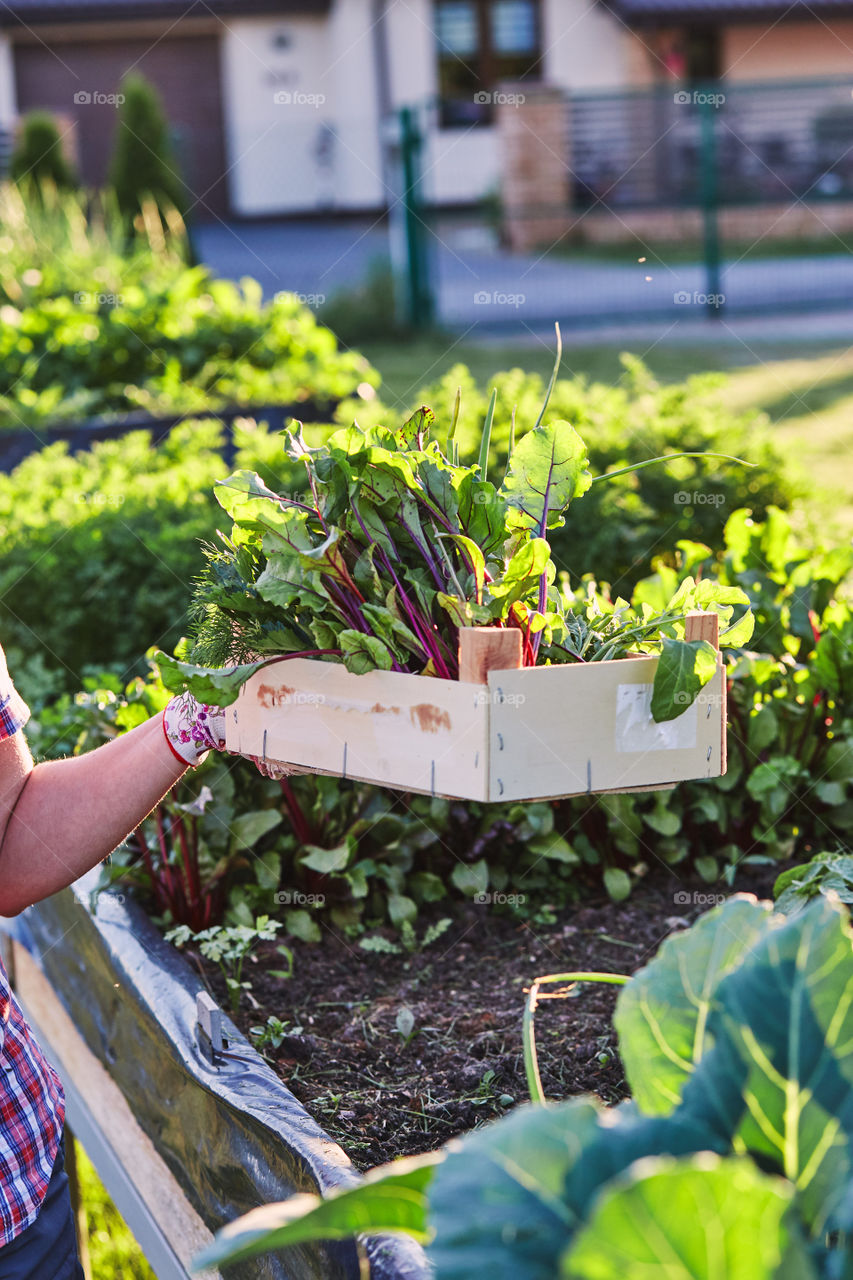 Woman working in a home garden in the backyard, picking the vegetables and put to wooden box. Candid people, real moments, authentic situations