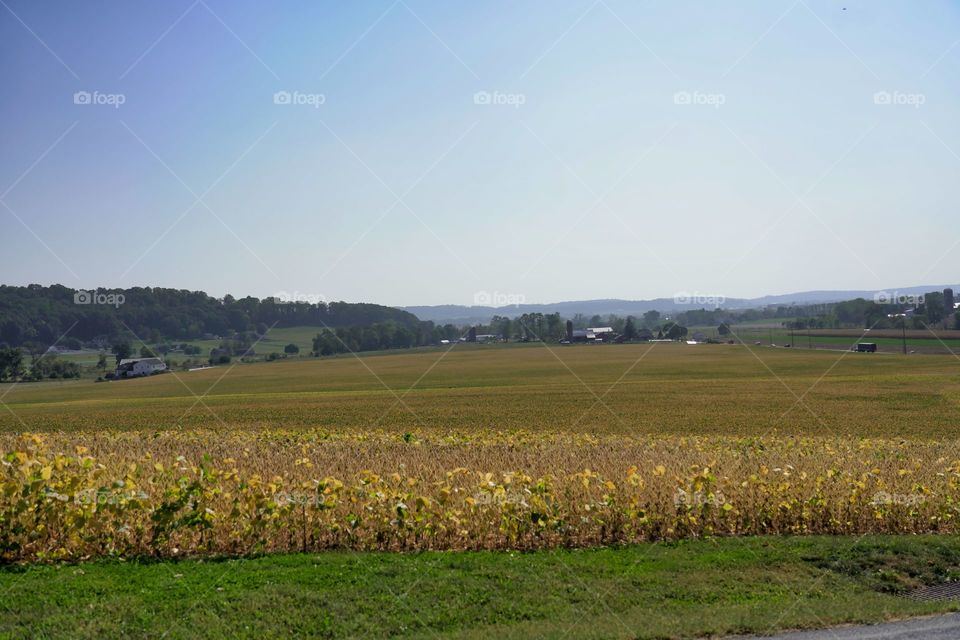 Amish farm field