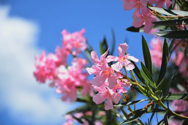 Pink Blooming