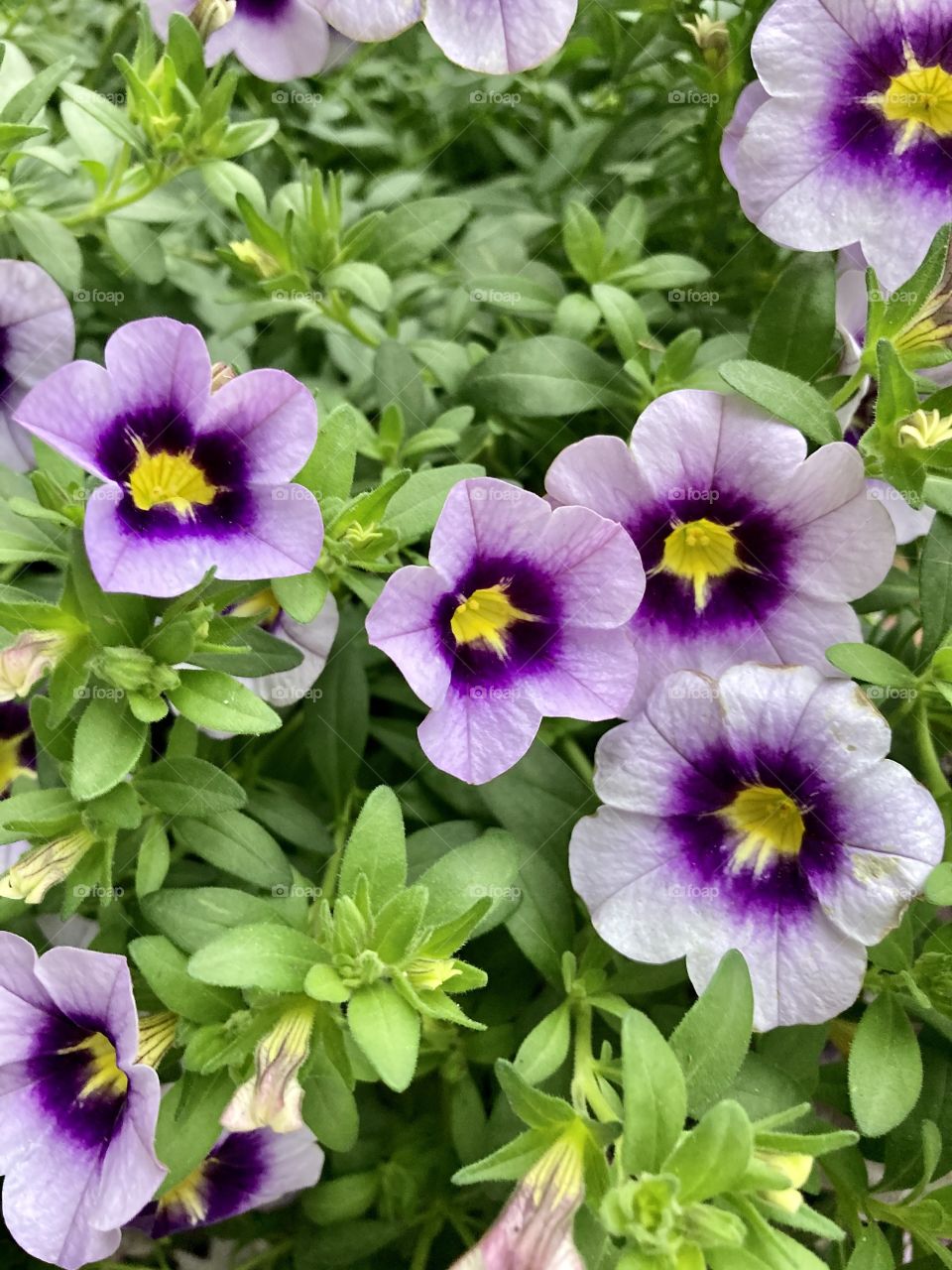 Calibrachoa (Million Bells ) purple flowers