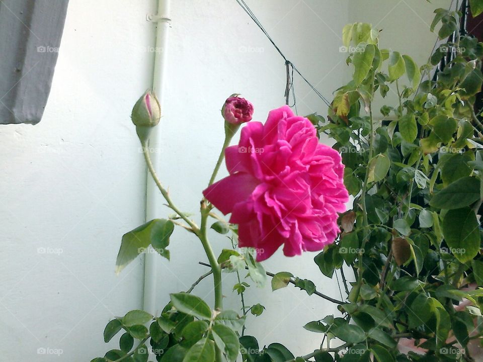 Flower - Rose in my home