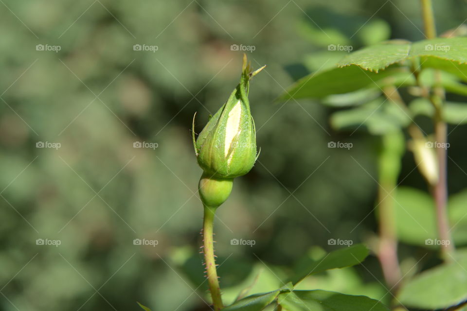 bud rose
