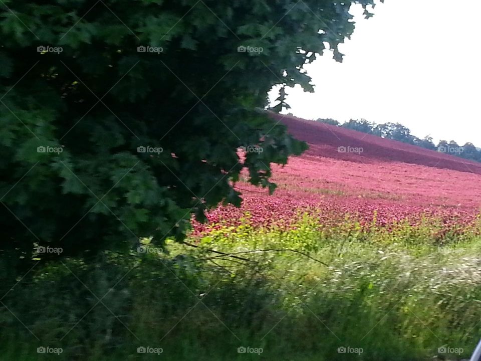 deep red clover planned to replenish nutrients asking the Oregon countryside
