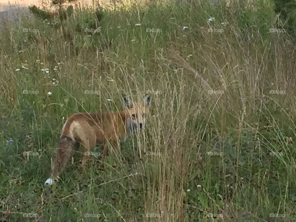 A Peeking Fox