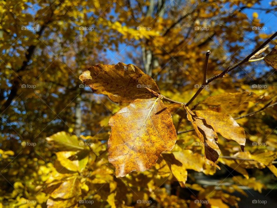 golden autumn leaves peace