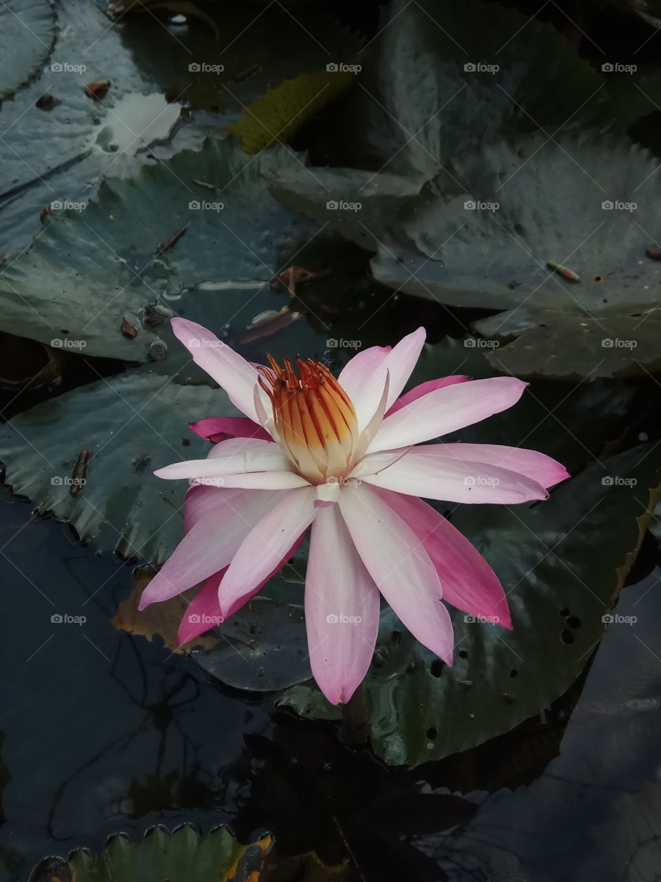 Water  Lilly
