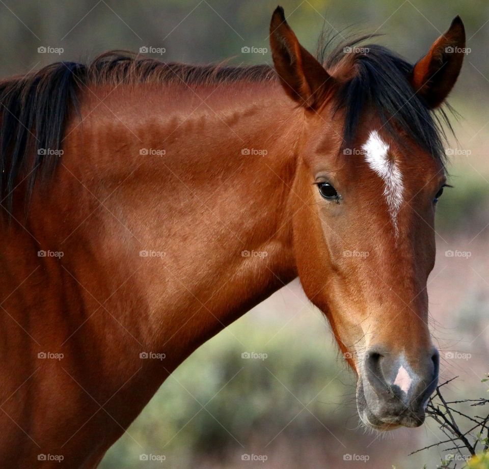 Portrait of a Wild Horse