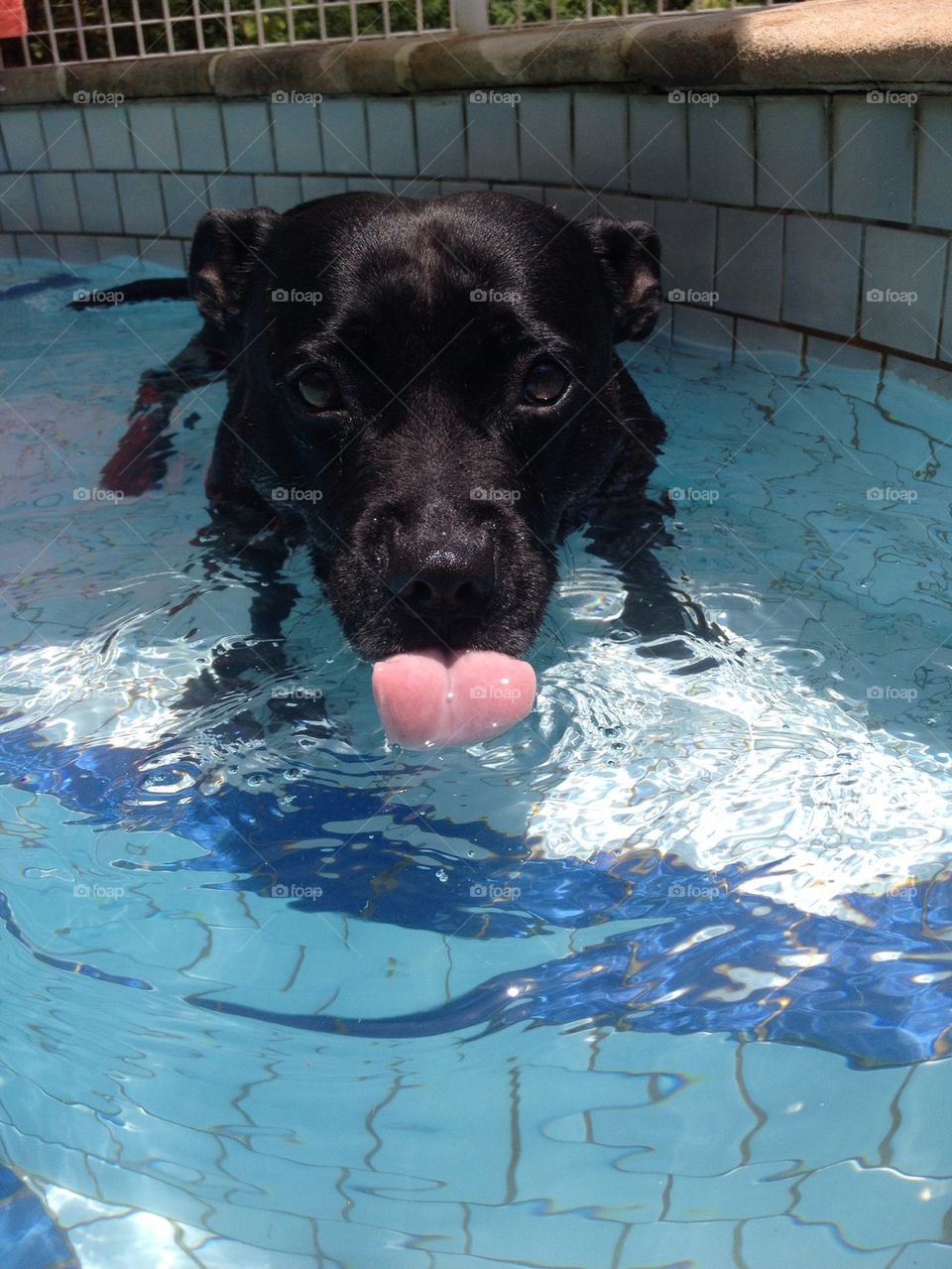 Staffy cooling off