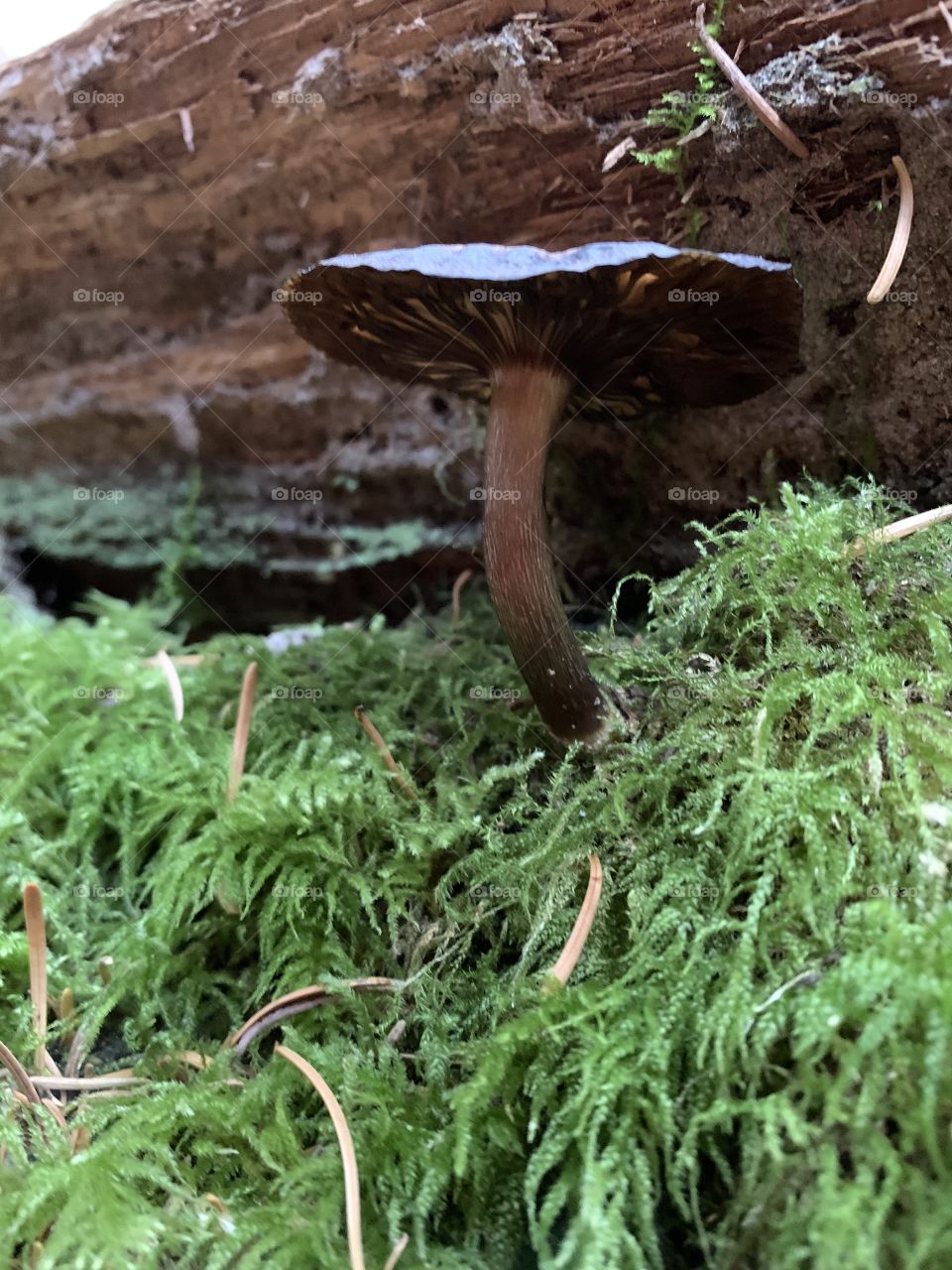 Brown mushroom on moss