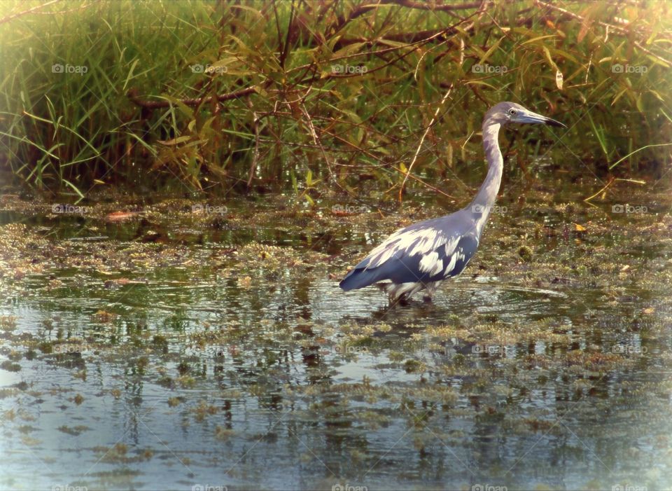 Beautiful Little Blue Heron transitioning from white to blue creating a calico appearance.