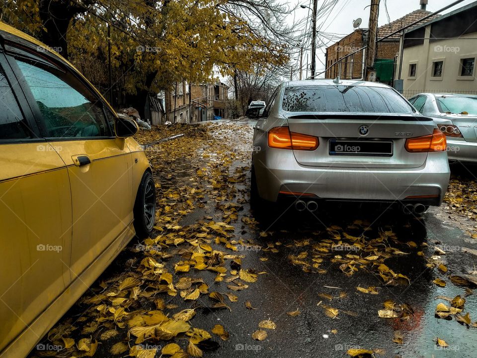 autumn leaves in a street road