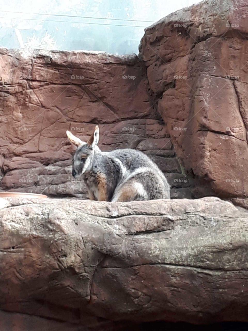 Kangaroo 