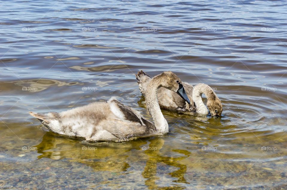 Young white swans.