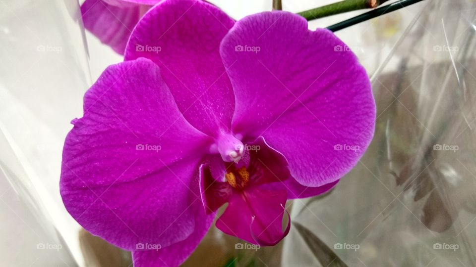 Orquídea roxa