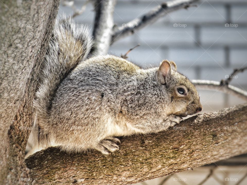 Squirrel 