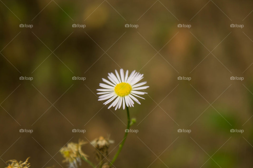 Chamomile tender against a green bokeh