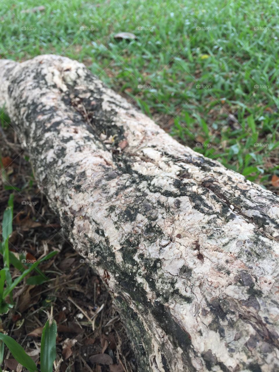 Mimosa tree roots 