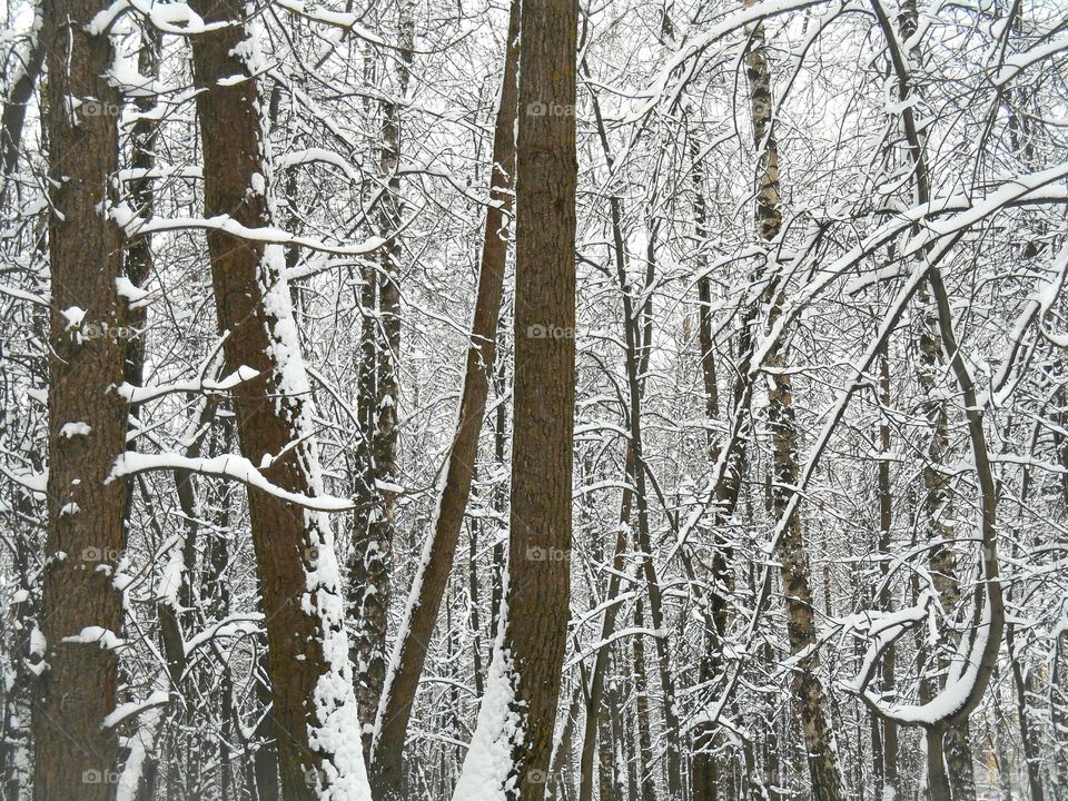 Wood, Winter, Snow, Tree, Frost