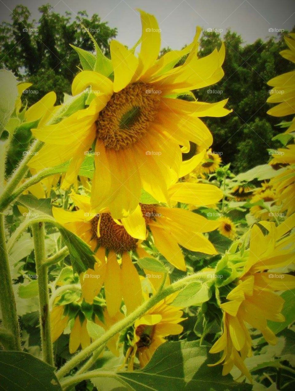 Flower- sunflower