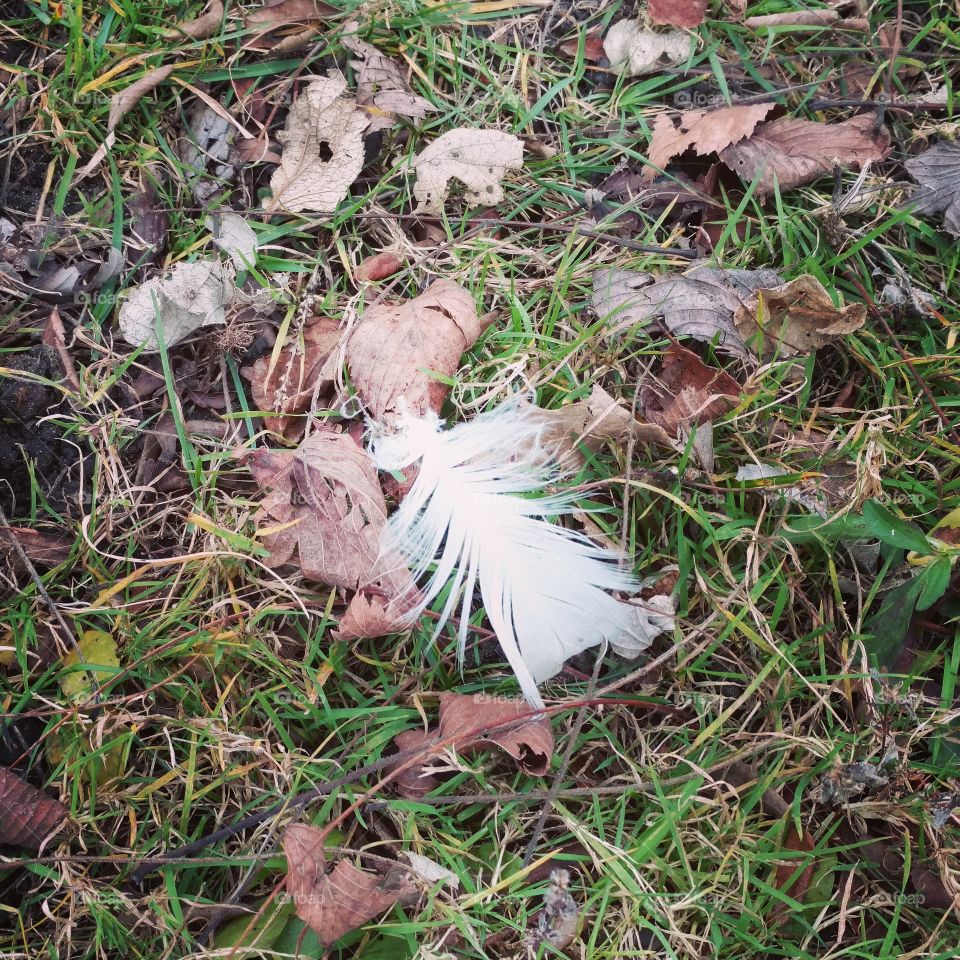 feather
