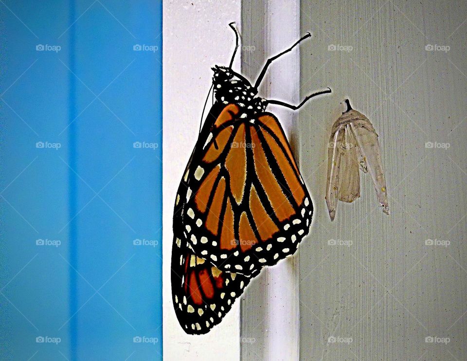 Beautiful orange Monarch butterfly emerged from his cocoon near a blue door.