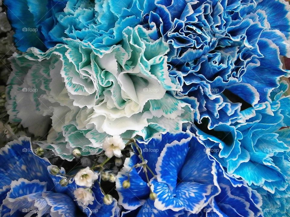 blue carnations