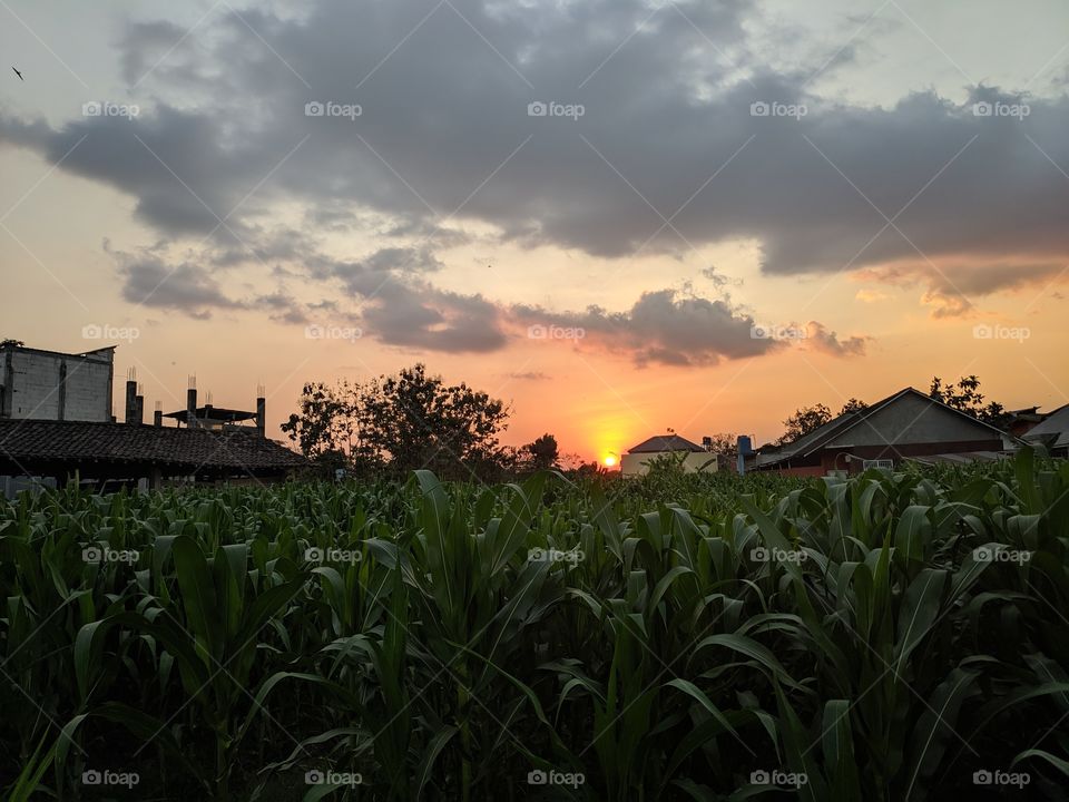 sunset on the corn field