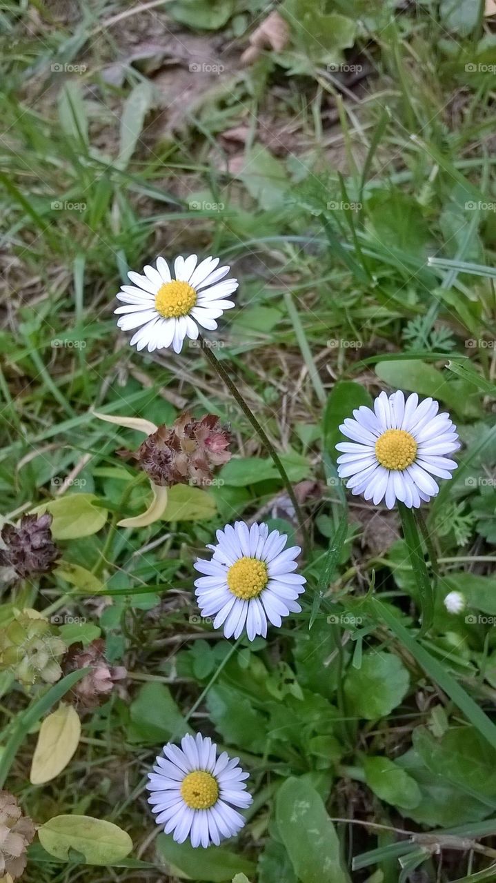 flowers