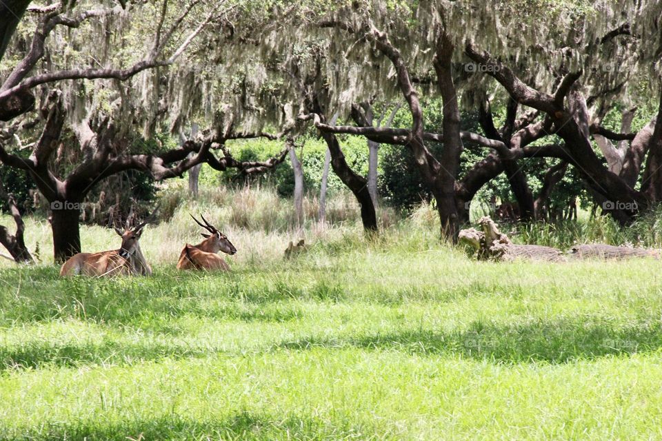 Animals in nature 