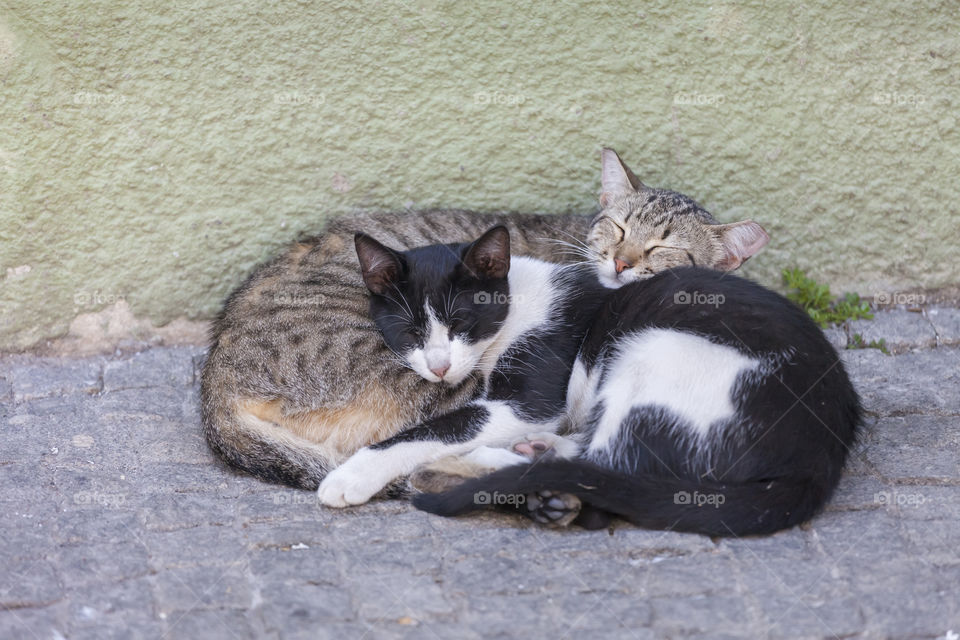 Summer kitties