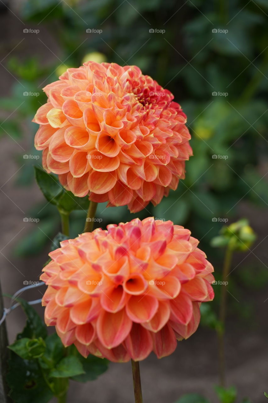 macro shot of two orange flower