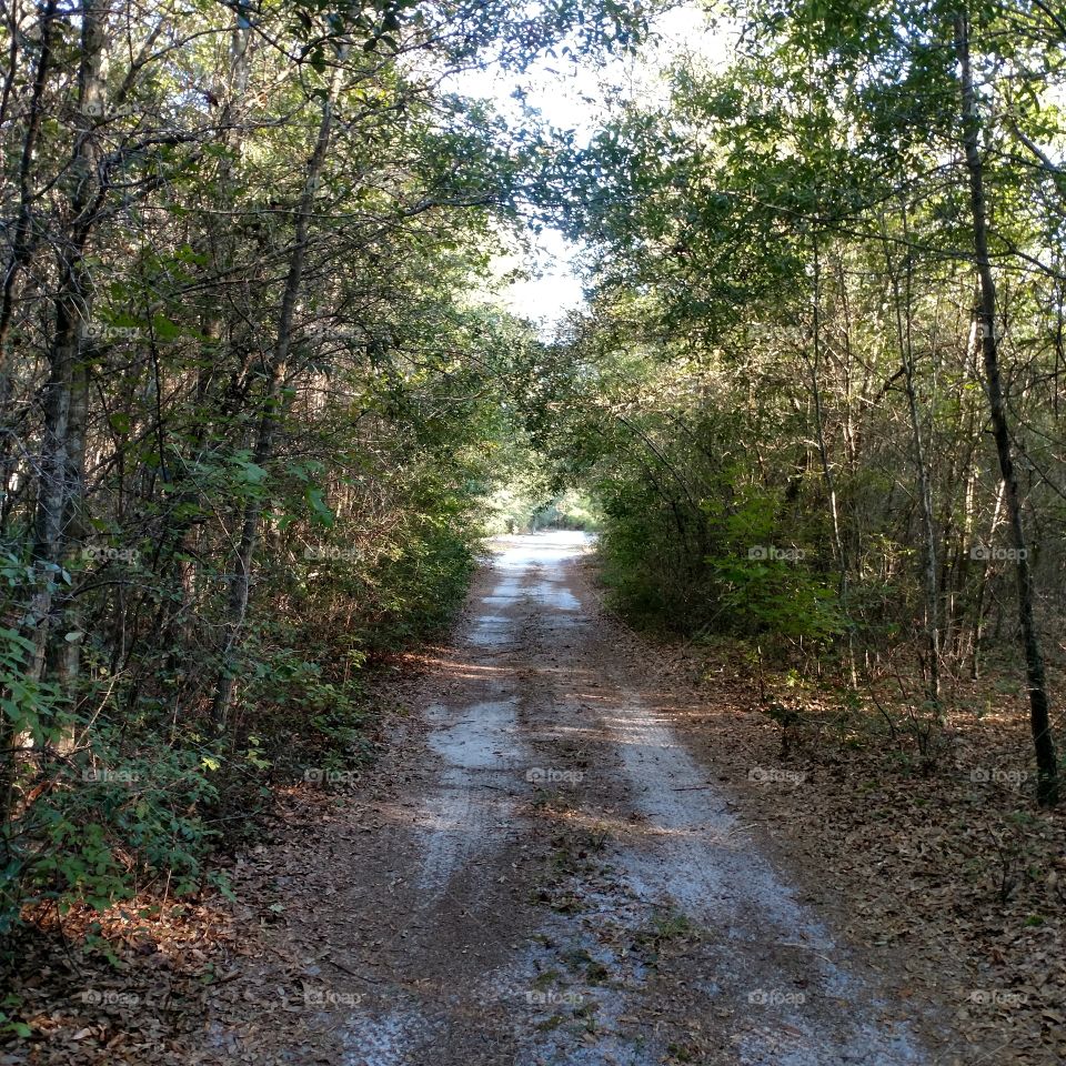 country road, nature, tree, outdoors, dirt