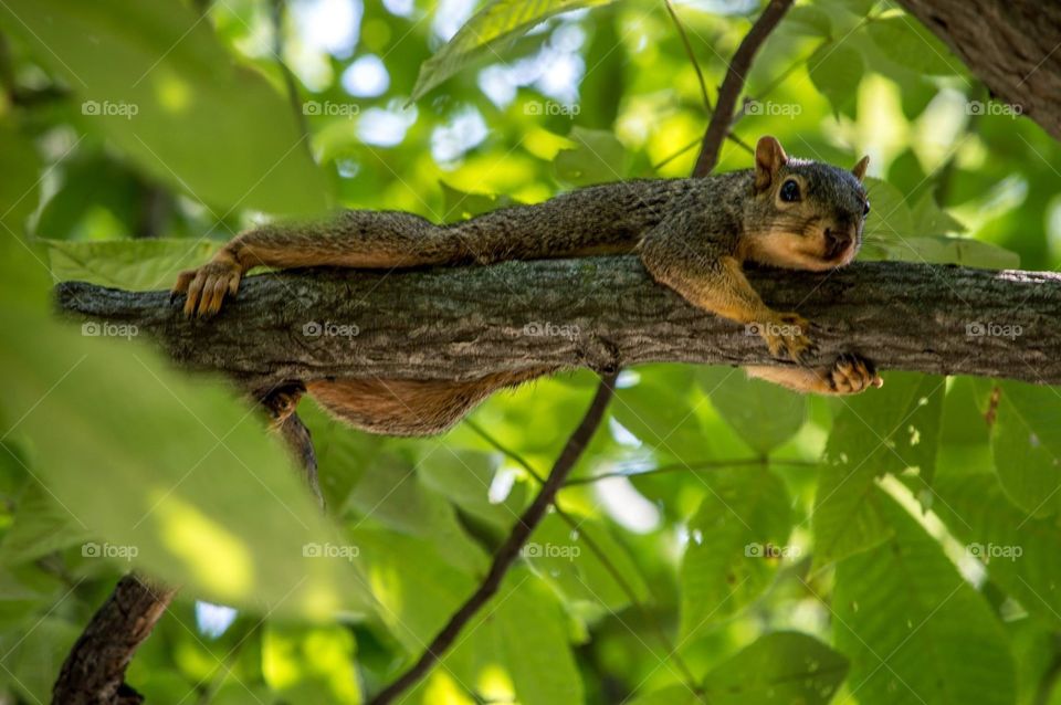 Squirrel hiding