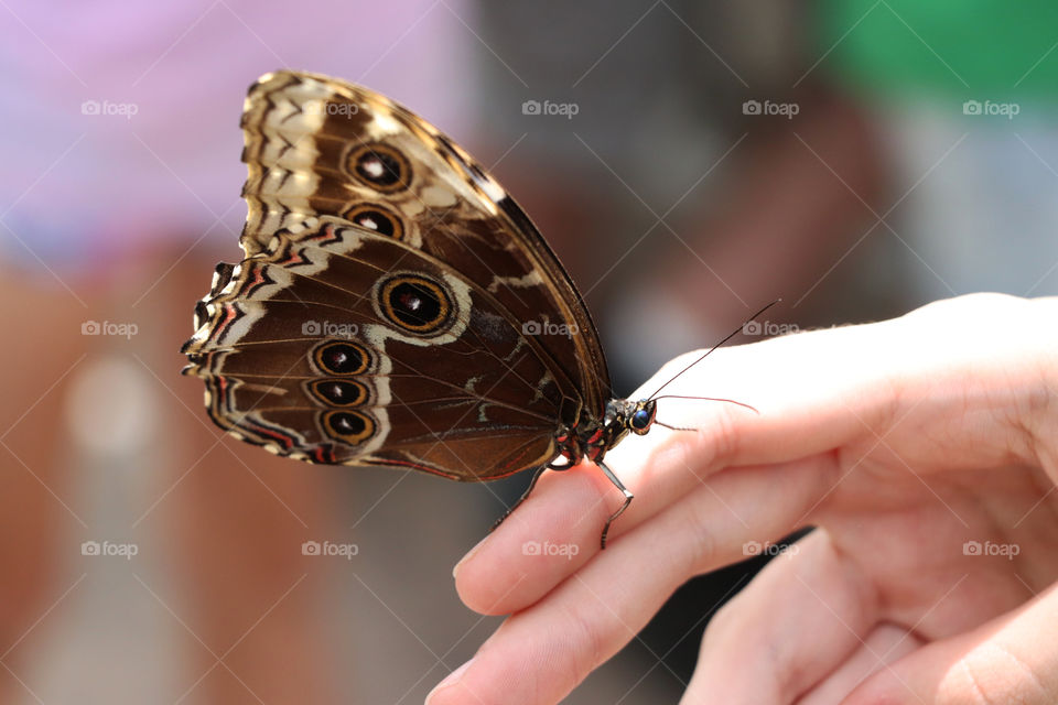Butterfly sitting on hand