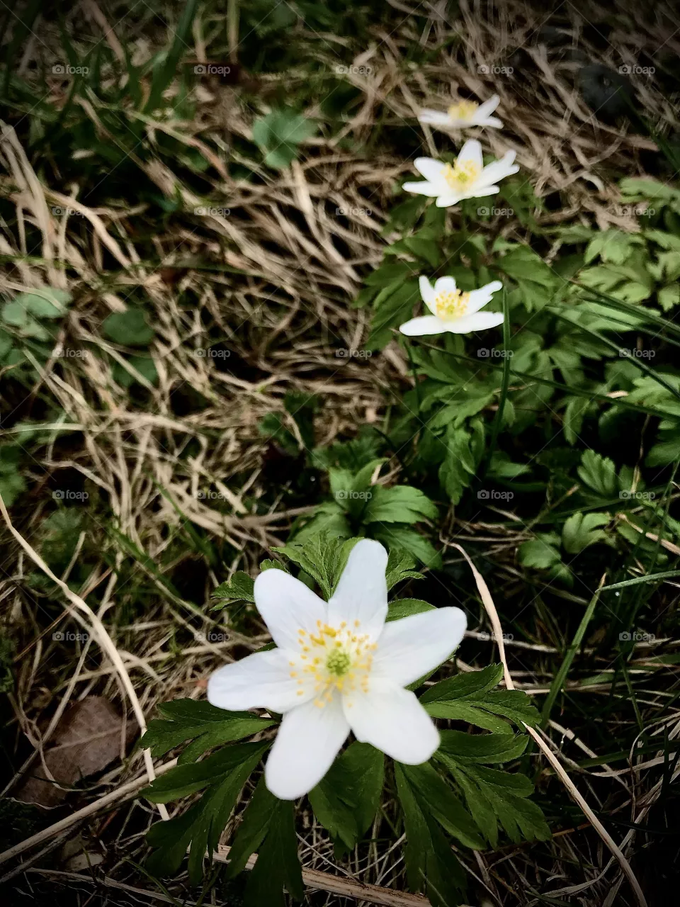 Spring