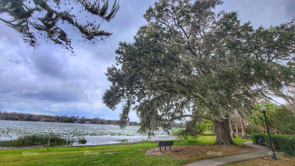 Florida park with Spanish moss