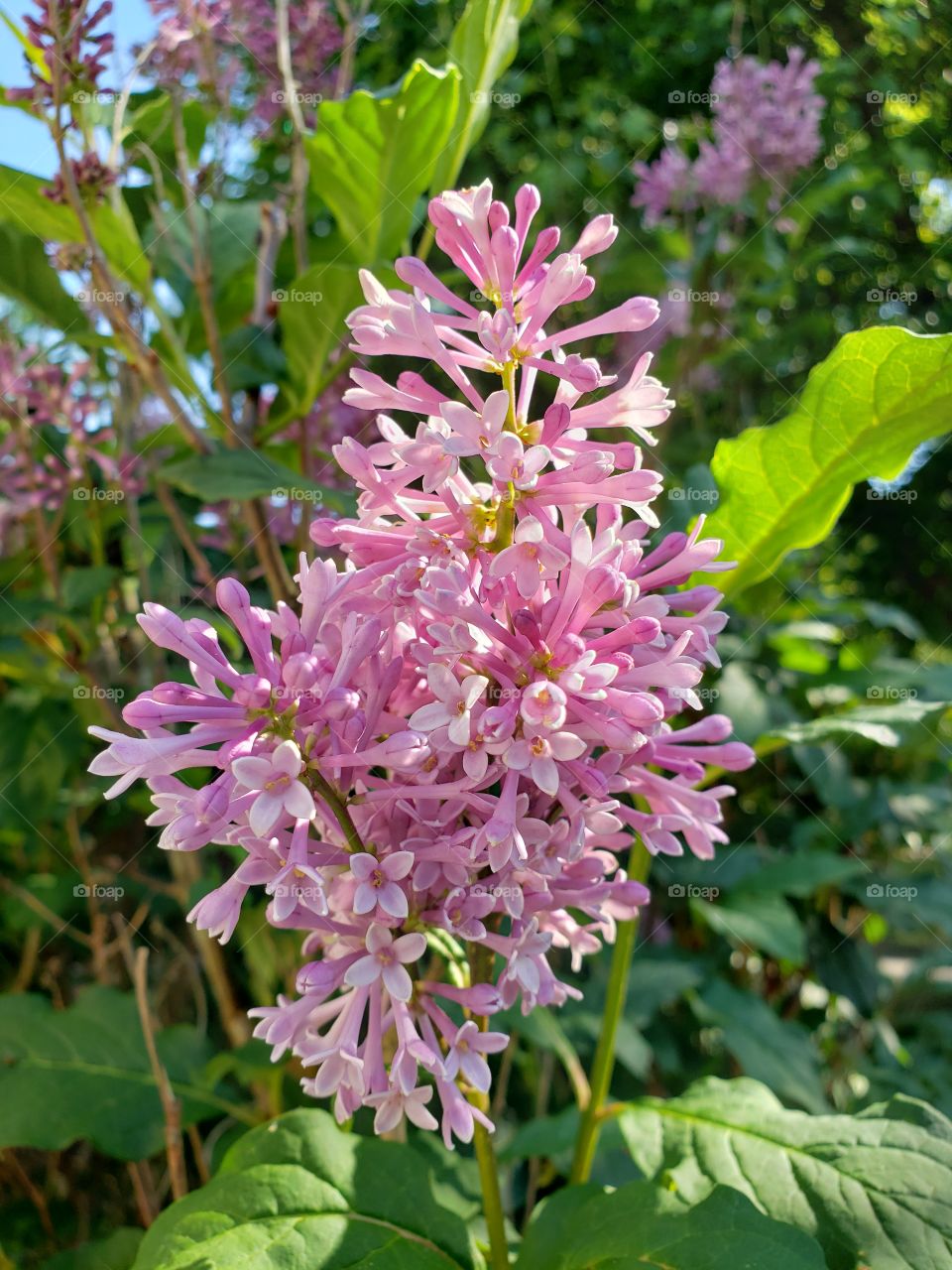 Blooming lilac bush