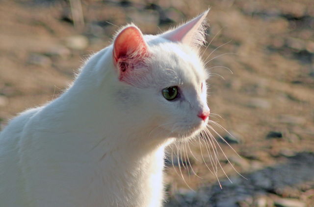 Fluffy snowball
