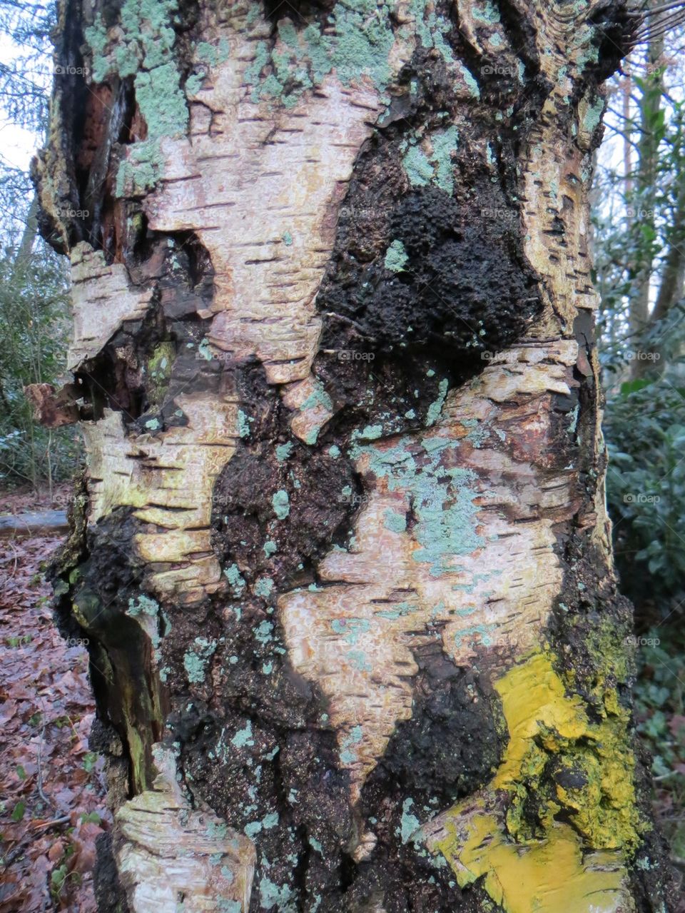 Full Colour Birch