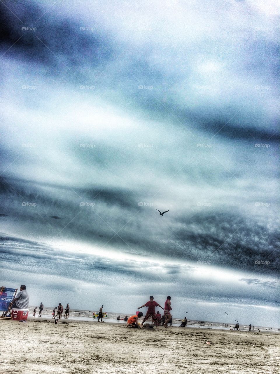 Birds flying at the beach in Galveston, TX