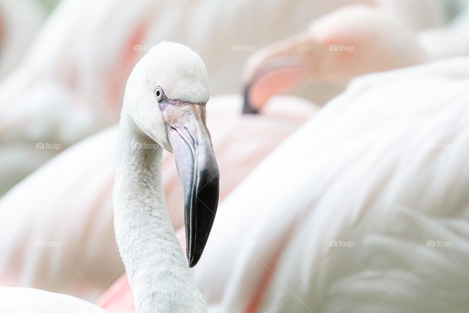 Closeup and focus of one young white flamingo in a flock of birds 