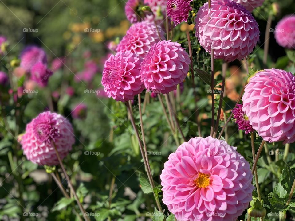 Pink dahlia flower 