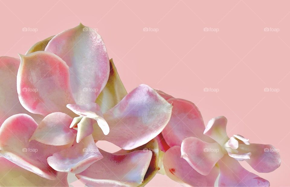 Backgrounds, copy space, succulent, Rainbow Echeveria against pink background 