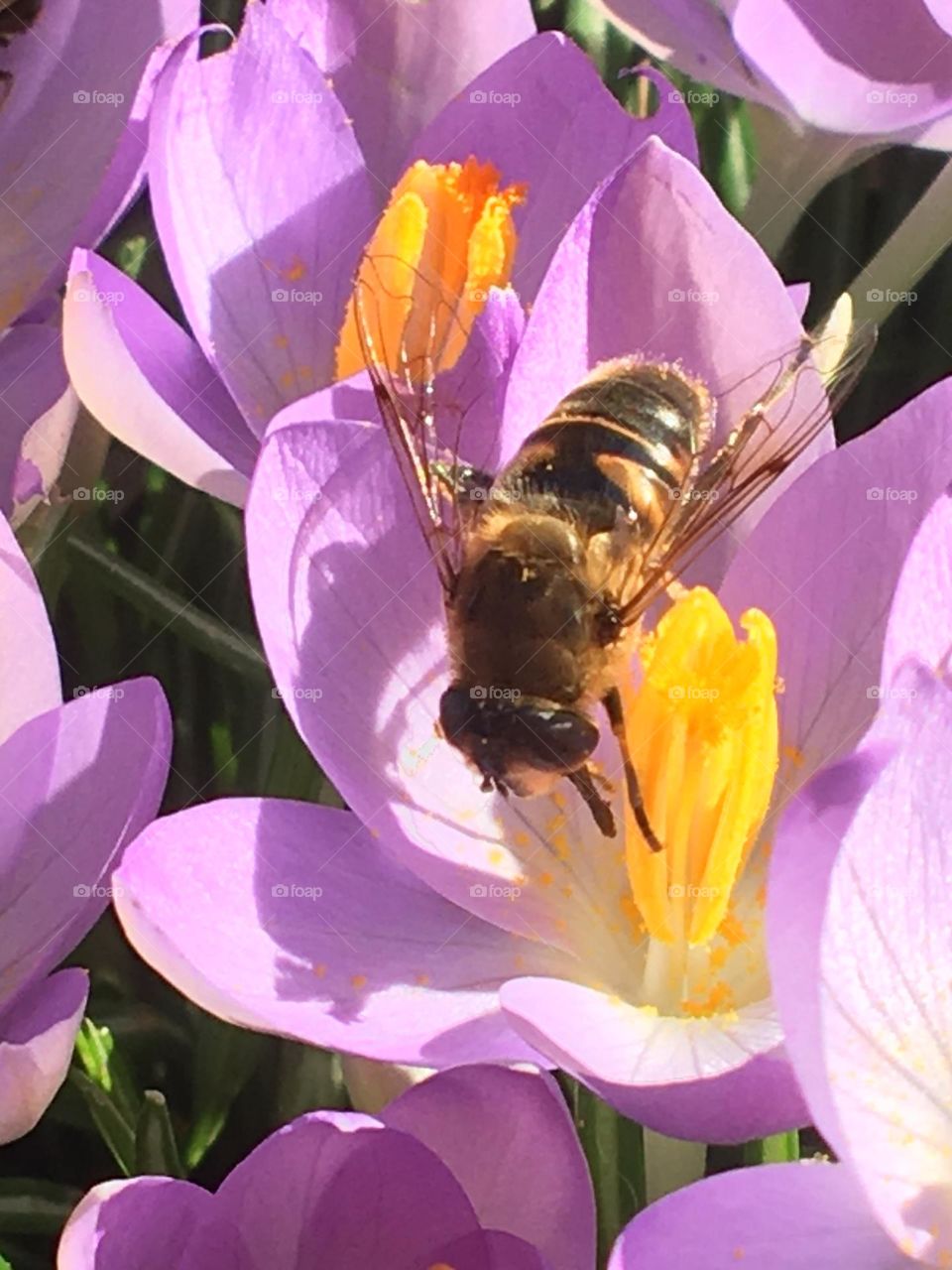 Bee on a spring crocus 