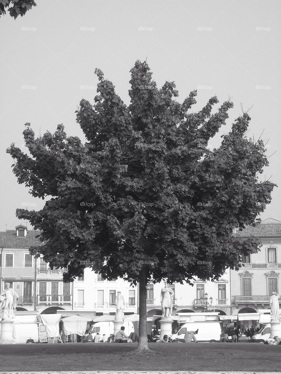 The tree