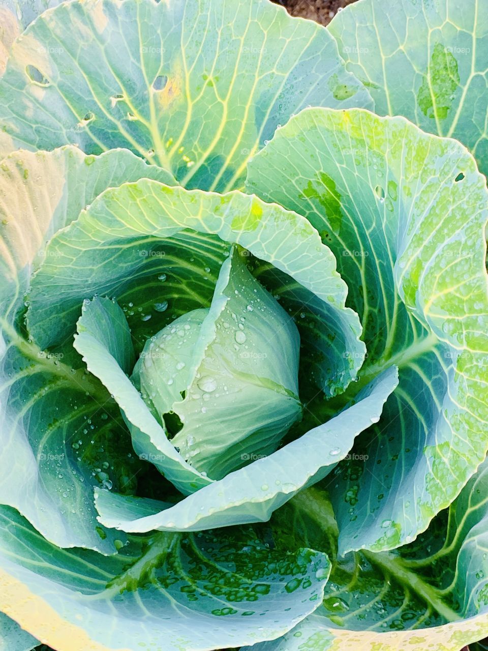 Srilanka puttalama vegetables garden